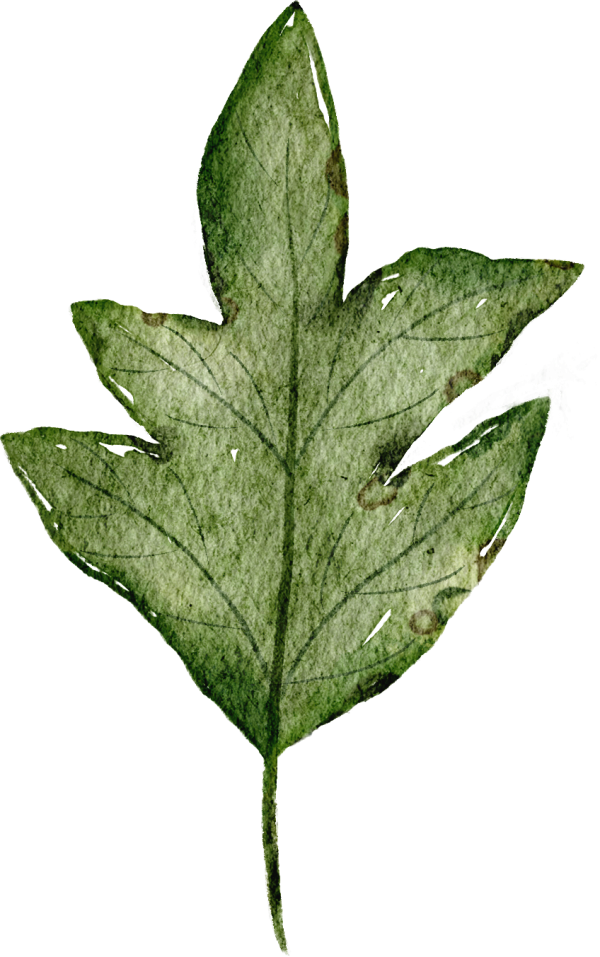 大圣证券 你看，林区法院的松果会说话